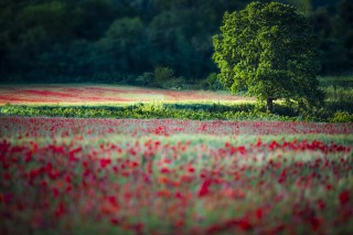 Champ de coquelicots en Provence Occitane - Copyright © 2017 Eddy Termini