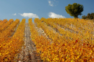 gardtourisme-03603-vignes-automne-aoc-tavel-copyright-copyrigth-cprat-bd-800x600-466