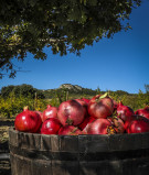 Pomegranates - Milanoa orchards