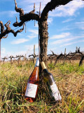Domaine Le Chapelier - vins rosés