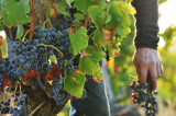 Les Vignerons des 4 Chemins Vendanges