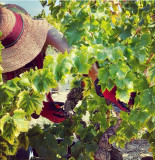 Vendanges