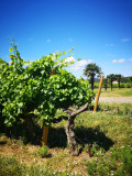 Pieds de vignes