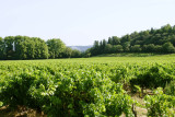 vignoble_0059_1024_pixels.jpg