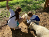 Les animaux de Green Park