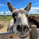 Farm: Au bonheur des animaux_La Garde-Adhémar