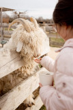 Farm: Au bonheur des animaux_La Garde-Adhémar