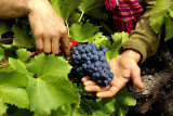 Domaine Viticole : Domaine Chanoine Rambert