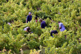 Domaine Viticole : Domaine Chanoine Rambert