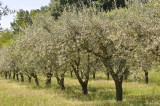 Lou mouli d'oli