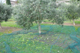 Lou mouli d'oli