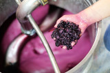 Une main avec le marc de raisin au dessus d'une cuve en inox avec du vin qui se vinifie