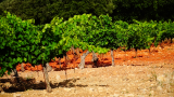 Ceps de vignes au Domaine Challias