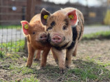 Kune Kune.jpg