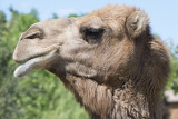 Parc animalier de Lussas