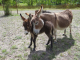 Parc animalier à Lussas