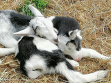 parc_animalier_vagnasenfant_10.jpg