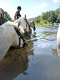 chevaux_rivieres.jpg