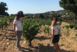 Le vignoble avec belle vue dégagée