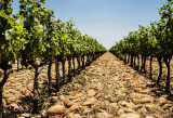 Le vignoble