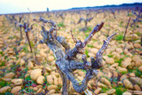 Ceps de vigne - Vins Chantepierre - Les Deux Pins