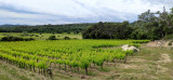 Vignobles des Vins Chantepierre - Les Deux Pins