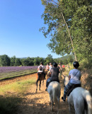 La Ballade du Val de Cèze - champ de lavande
