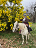 du mimosa au mois de février 