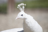 Paons blancs au Parc animalier de Lussas