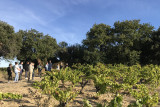 Domaine de la Mordorée