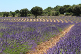 Champ de lavande