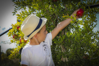 Pomegranate picking