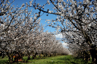 Cerisiers en fleurs