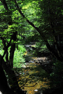 Foret de valbonne
