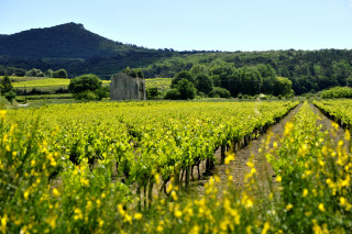 PR 31 Les Collines rhodaniennes