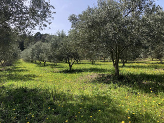 Oliveraie