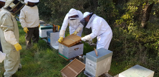 groupe Initiation Apiculture de Loisir