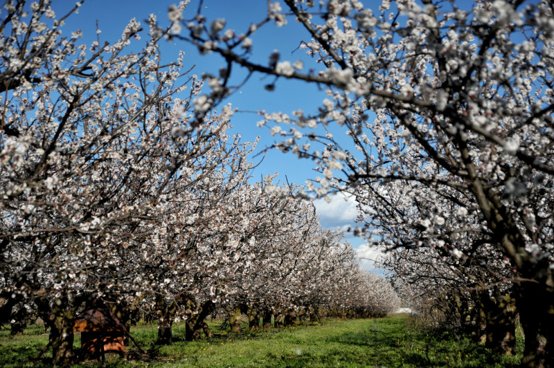 Cerisiers en fleurs