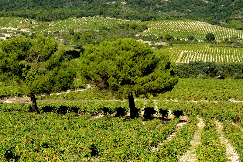 De Vigne en Garrigue