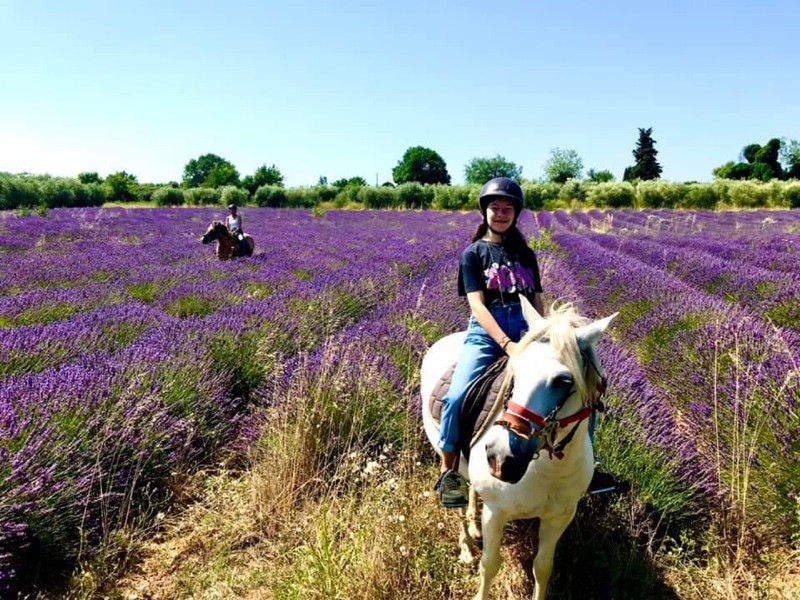 Champ de lavande
