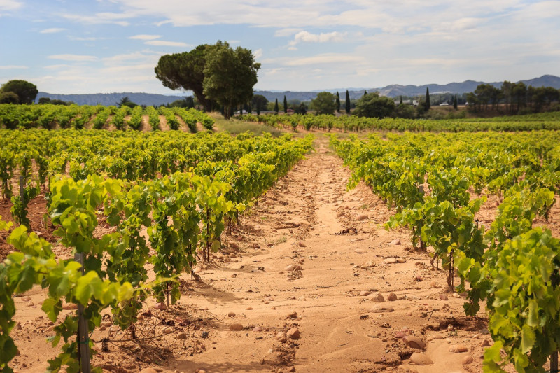 Vue sur le vignoble de galets roulés du Château de Manissy