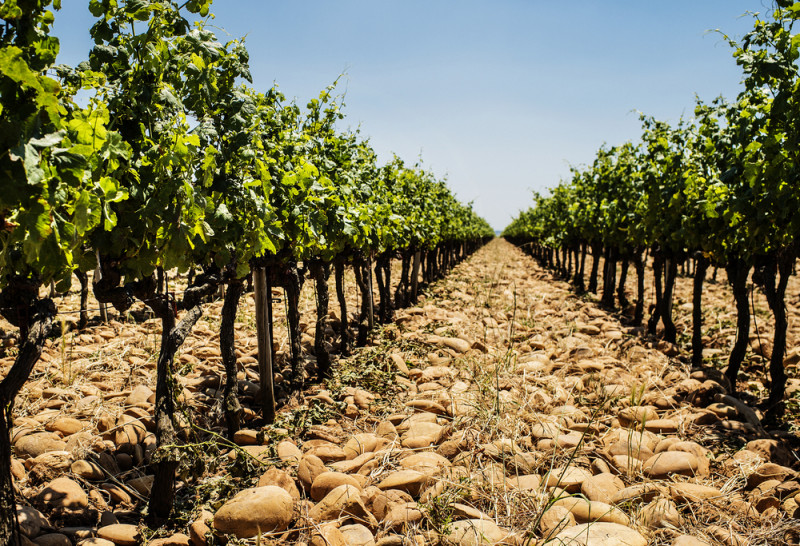 Le vignoble