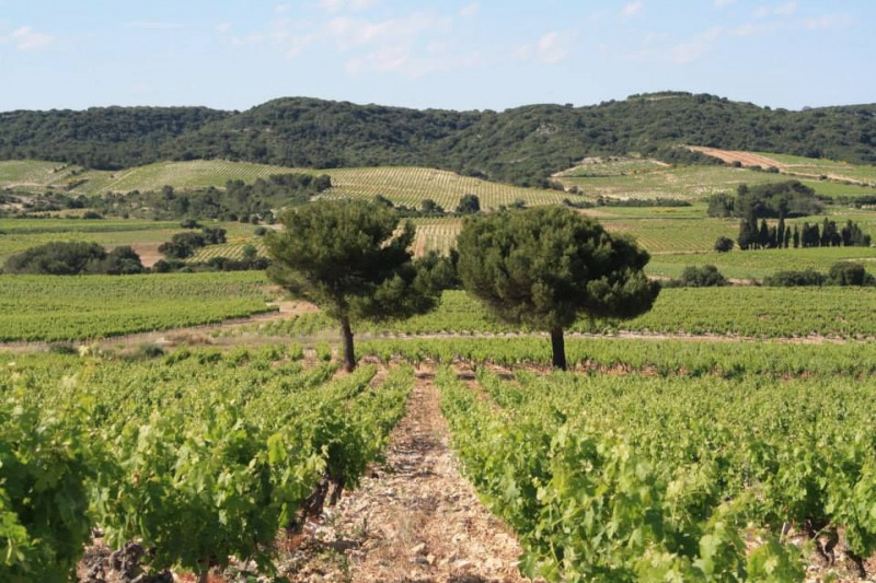 Vignobles des Vins Chantepierre - Les Deux Pins