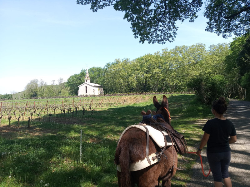 Randonnée avec les ânes en Provence Occitane