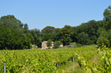 Mas entouré de vigne