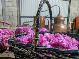 à la distillerie Fleur d'ArTisane