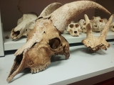 Journées européennes du Patrimoine - Visite des réserves archéologiques_Orgnac-l'Aven