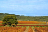 vignes-automne-Provence Occitane