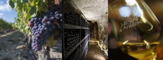 vinothèque