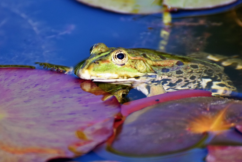 frog_3467033_1920.jpg